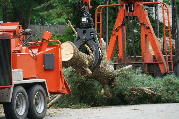 Why Choose Our Tree Removal Services in Hobart, IN?